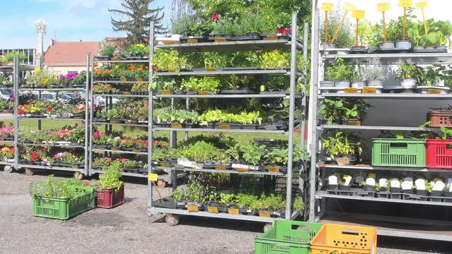 Flower shop on the town square. Display racks with flowers and plants. Full shelves of the plants and flowers outdoor
