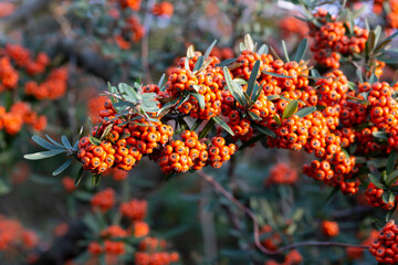 Firethorn, pyracantha, ripe fruits in autumn close-up