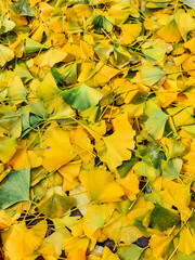 yellow autumn leaves ginkobiloba