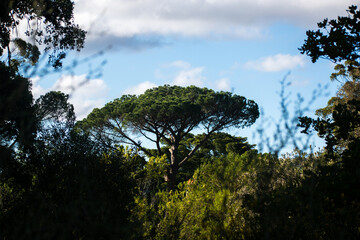 trees and sky