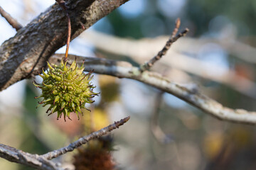 branch of a fragrant tree with round prickly fruits Liquidambar styraciflua selective focus, close-up, place for text