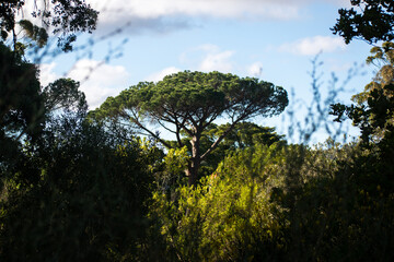 sunset in the woods with dominating tree in backround