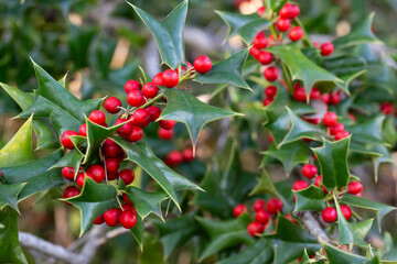 Bright holly berries on a bush close-up selective focus