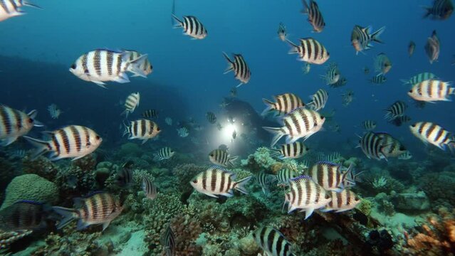 Diver swimming through scissortail sergeant fish flock, front view. Underwater life exploring, scuba diving, man shining with flashlight at damselfish school in ocean