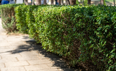 Beautiful summer hedge green bush in city parkland. Pedestrian sidewalk in park area with leafy...