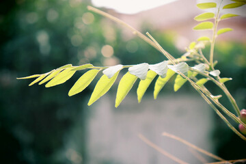 Curry leaves in the garden in the morning closeup which is also a medicinal plant used in cooking