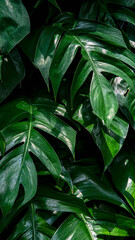 Naklejka na ściany i meble closeup nature view of green background. Flat lay, dark nature concept, tropical leaf