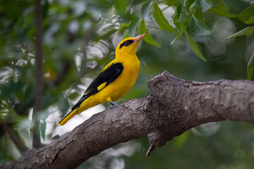 golden oriole
