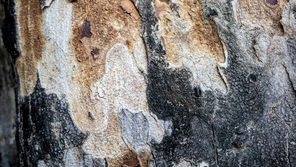 Close Up of Bark on Tree Stump. Old tree. many years old. carbon sink. close up of bark.macro photography