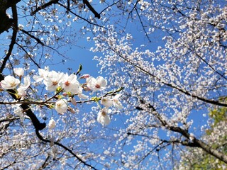 満開の桜
