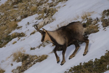 Chamois of the apennines central