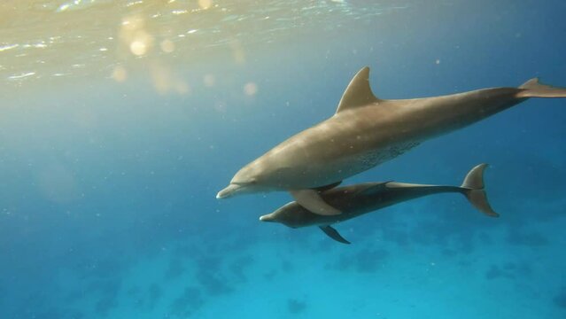 Two dolphins swimming underwater, view through pristine blue water, slow motion. Marine mammals exploring, ocean wildlife, undersea scuba diving