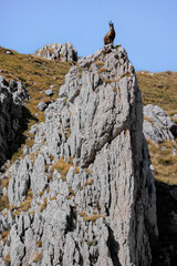 Chamois of the apennines central