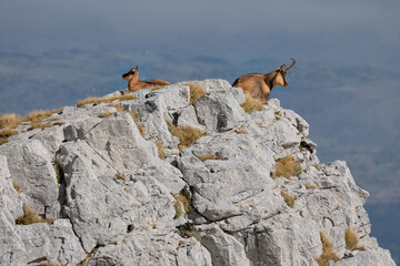 Chamois of the apennines central