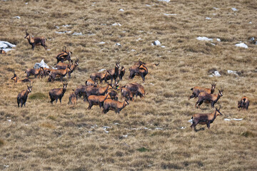 Chamois of the apennines central
