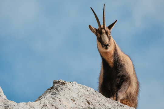 Chamois of the apennines central