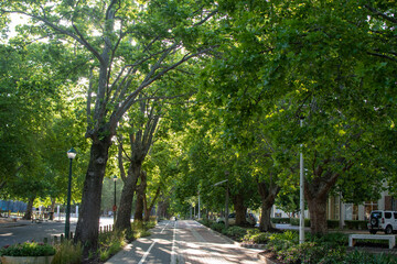 walkway down beautiful road covered with trees.  college campus with trees. 
