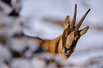 Chamois of the central apennines