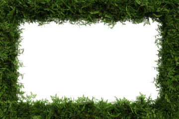 Green cypress leaves border isolated on transparent background - 3D Illustration