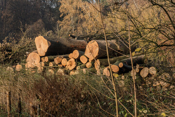woodpiles of trunks of felled beeches who died for drought and nitrogen deposition on an avenue in nature area Kruisbergse Bossen