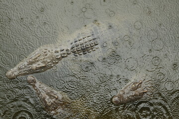 Top shot of crocodiles in water during a mild rain