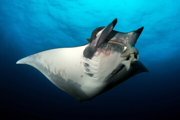 Chilean Devilray on Santa Maria Azores