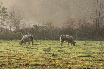 young cows grazing in a meadow in nature area Kruisbergse Bossen on a sunny, misty day in autumn