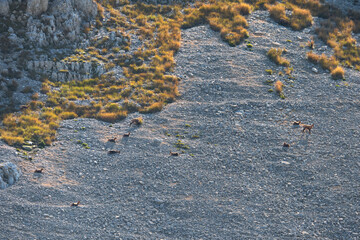 Chamois of the central apennines