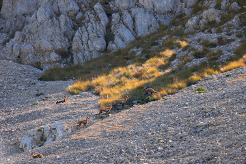 Chamois of the central apennines