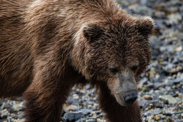 Kopfportrait eines Grizzly Bären
