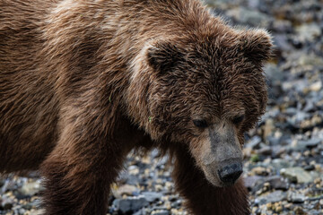 Obraz premium Kopfportrait eines Grizzly Bären