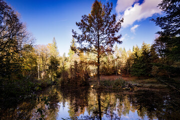 Fototapeta na wymiar small pond in the forest