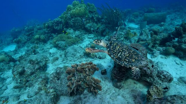 4K 120 fps Super Slow Motion Seascape with Hawksbill Sea Turtle in the coral reef of the Caribbean Sea, Curacao