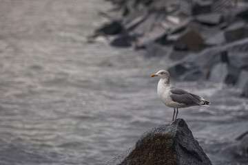 möwe