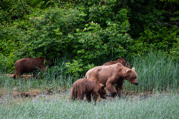  Eine Grizzly-Bärenmutter mit drei Jungen an der Küste von Katmai, Alaska