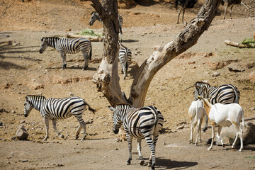 Fototapeta na wymiar a nice herd of zebras