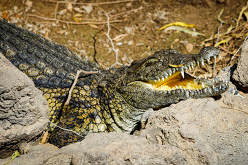 A crocodile with an open mouth on the ground
