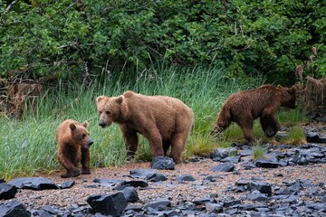 Naklejka na ściany i meble Eine Grizzlymutter mit drei ihrer Jungen an der Küstenlinie von Katmai, Alaska