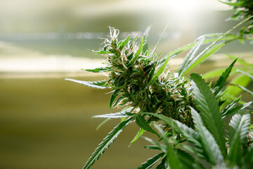 Medical marijuana plant close up. Bud blooming with trichomes