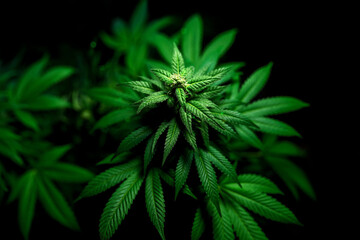 Medical marijuana plant close up. Bud blooming with abundant trichomes on a black background