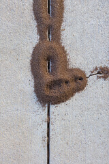 Ant hills of brown sandy soil pushed up between two sections of pale gray concrete cement pavement...