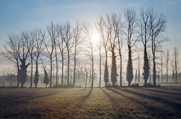 paysage de la Camargue en hiver 