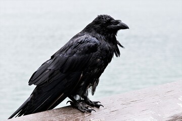 Porträt eines Kolkraben