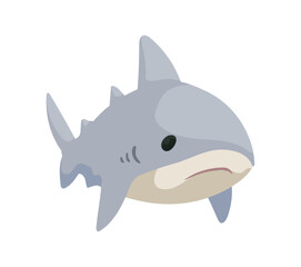 cute shark baby