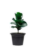 A Fiddle Leaf Fig or Ficus lyrata indoor potted plant with large, green, shiny leaves planted in a plant pot isolated on white background with clipping path.