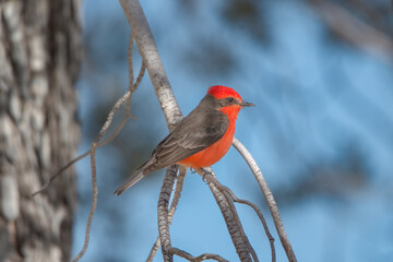 Vermillion Flycatcher perched on branch