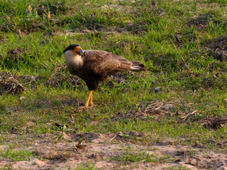 Crested Caracara standing on the grass