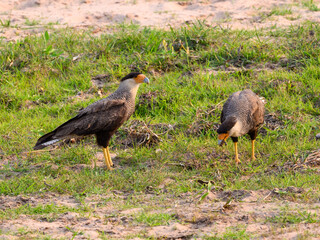 Two Crested Caracaras foraging on the grassy field