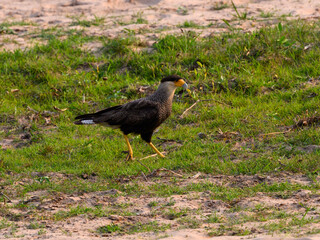 Crested Caracara walking on the grass