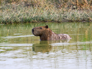 A capybara swims in one of the few remaining places with water